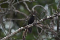 Amblycercus holosericeus