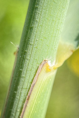 Phragmites australis australis