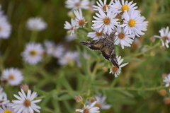 Autographa
