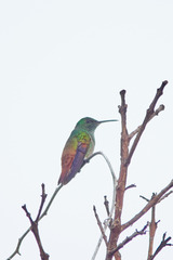 Saucerottia beryllina