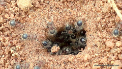Meranoplus bicolor