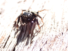 Zenodorus orbiculatus