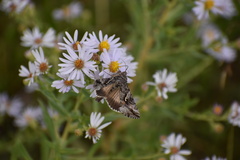 Autographa