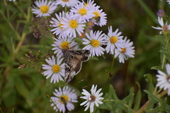 Autographa