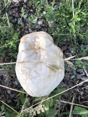 Calvatia