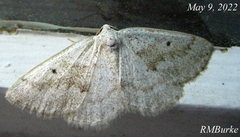 Lomographa glomeraria