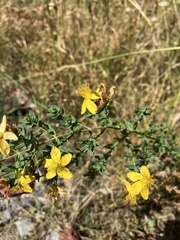 Hypericum perforatum
