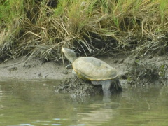 Malaclemys terrapin terrapin