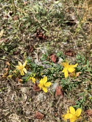 Hypericum perforatum