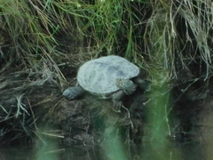 Malaclemys terrapin terrapin