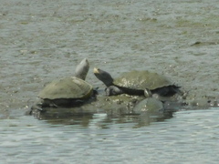Malaclemys terrapin terrapin