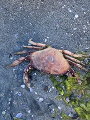 Metacarcinus magister