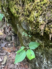 Asplenium ruta-muraria