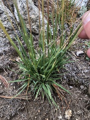 Trisetum spicatum