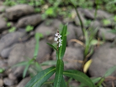 Persicaria hydropiperoides
