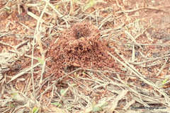 Meranoplus bicolor