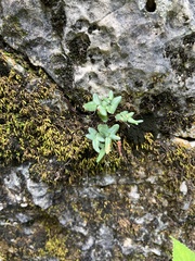 Pellaea atropurpurea