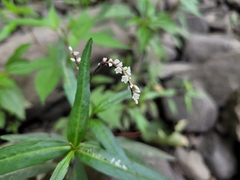 Persicaria hydropiperoides