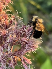 Bombus affinis