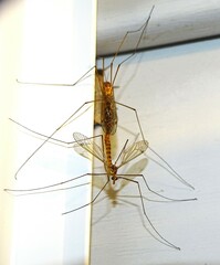 Nephrotoma ferruginea