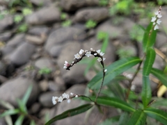 Persicaria hydropiperoides