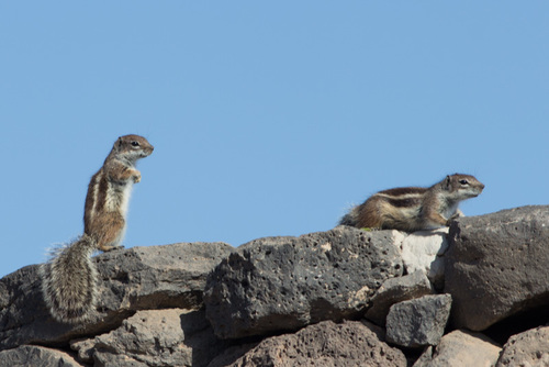 Barbary Ground Squirrel, photo 10 of 10
