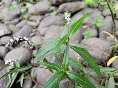 Persicaria hydropiperoides