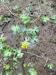 Ranunculus gmelinii