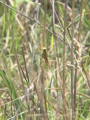 Schistocerca lineata