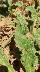 Alkanna orientalis