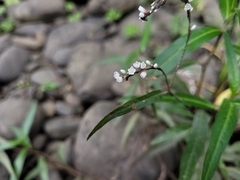 Persicaria hydropiperoides
