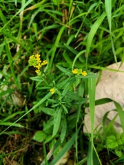 Erysimum cheiranthoides