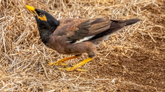 Acridotheres tristis
