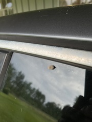 Flatoidinus punctatus
