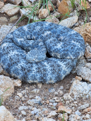 Southwestern Speckled Rattlesnake, Waddell, AZ 85355, USA, photo 8 of 10