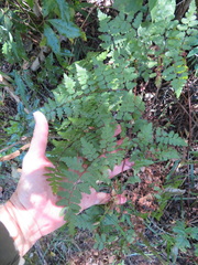 Dryopteris pentheri