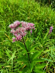 Eutrochium maculatum