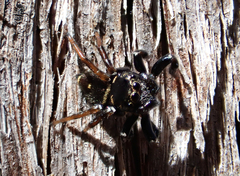 Zenodorus orbiculatus