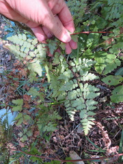 Dryopteris pentheri