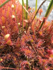Drosera anglica