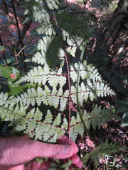 Dryopteris pentheri