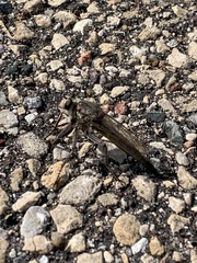 Proctacanthus milbertii