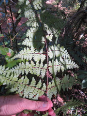 Dryopteris pentheri