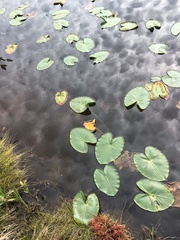Nuphar polysepala