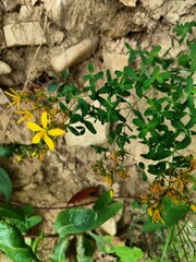 Hypericum perforatum