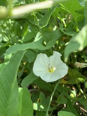 Convolvulus arvensis