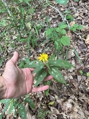 Heliopsis gracilis