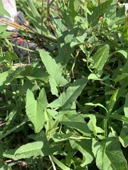 Convolvulus arvensis