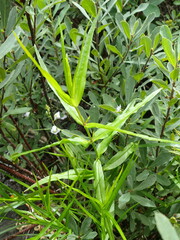 Veronica scutellata