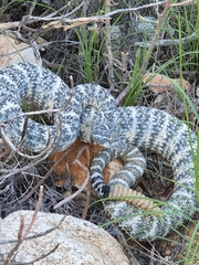 Crotalus pyrrhus
